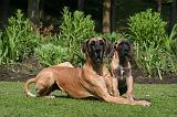 DOGUE ALLEMAND 822